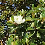 Magnolia 아파트 *